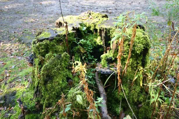 Ancient Mossy Stump
