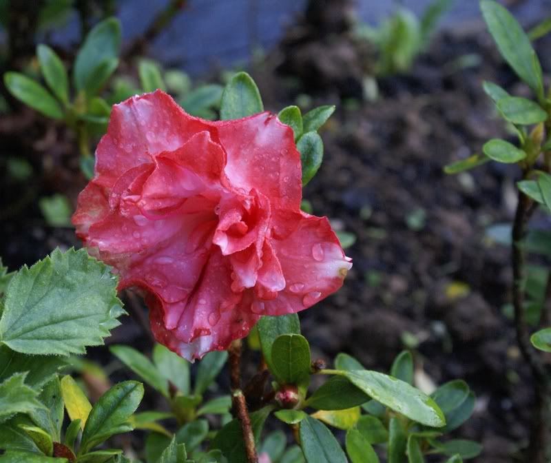 An Azalia in flower at the front of the garden 