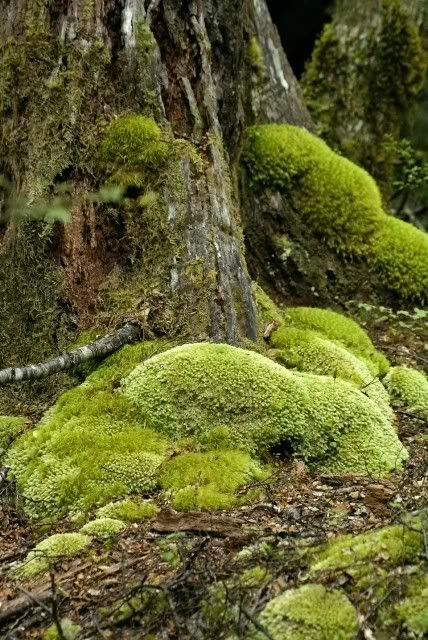 moss,St Anaud lake,New Zealand