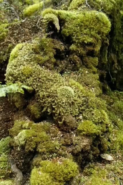 Moss,St Anaud lake,New Zealand