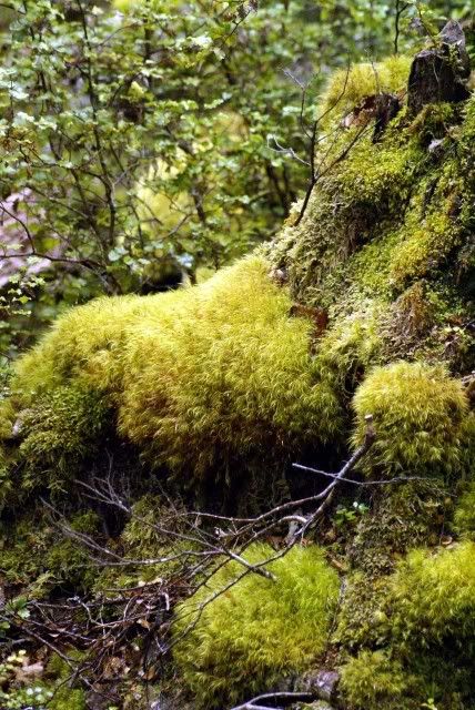 Moss,St Anaud lake,New Zealand