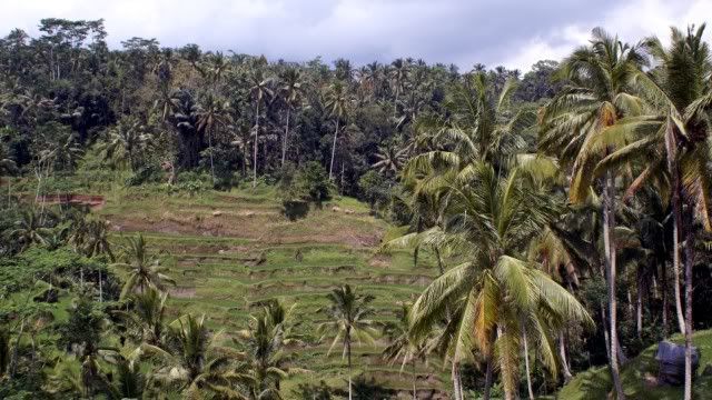 Bali, rice field
