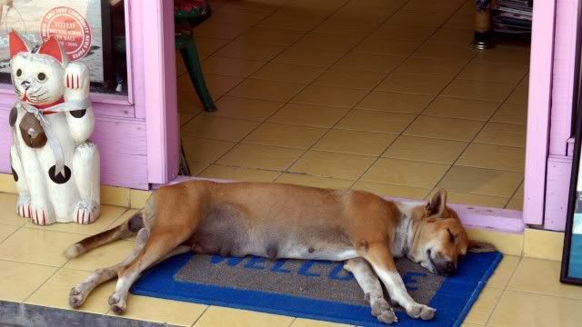 Bali, Shop, Dog