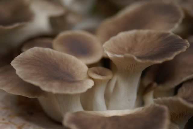 Oyster Mushrooms