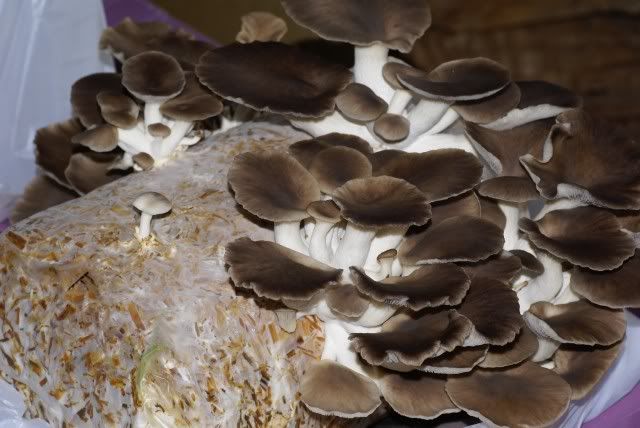 Oyster Mushrooms In Bag