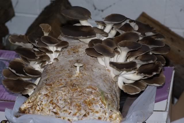 Oyster Mushrooms in Bag