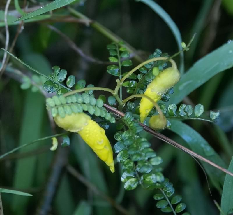 Kowhai Flowers in mid winter