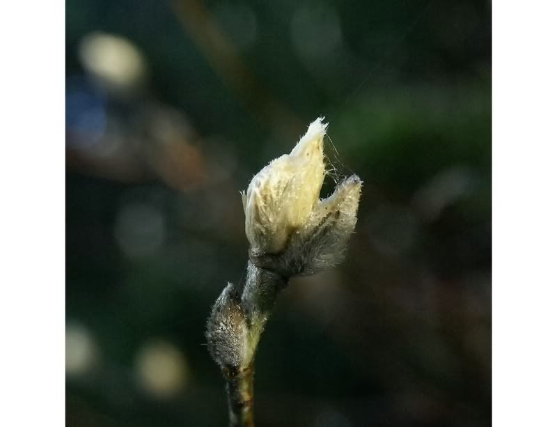 The white Magnolia buds