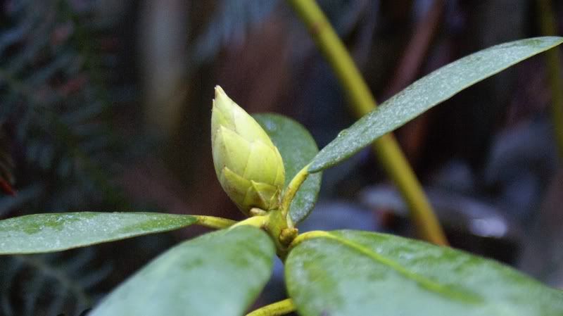 Rhododendron Buds