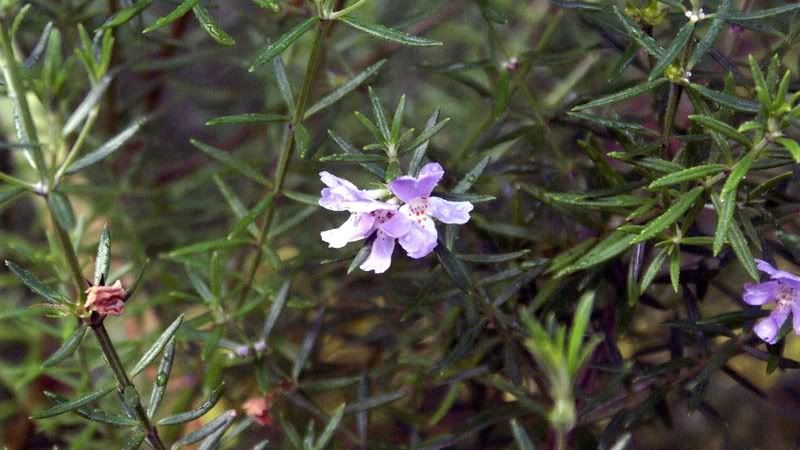 Purple flower hidden with a small bush 
