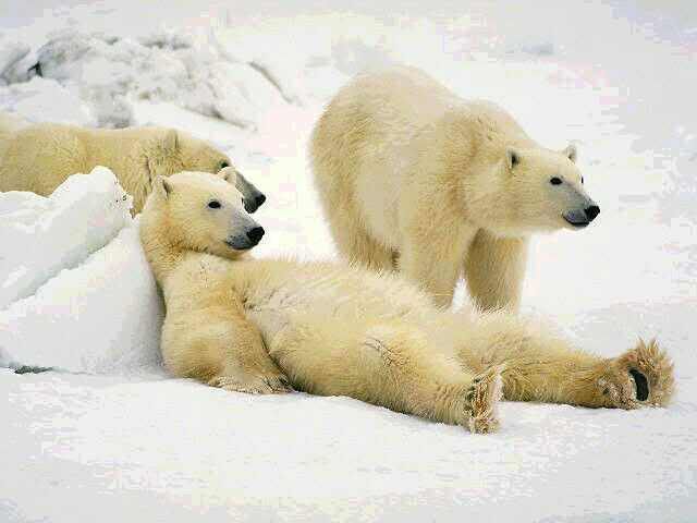 320lazy20polar20bears.jpg