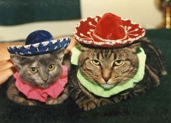 cat_sombreros.jpg