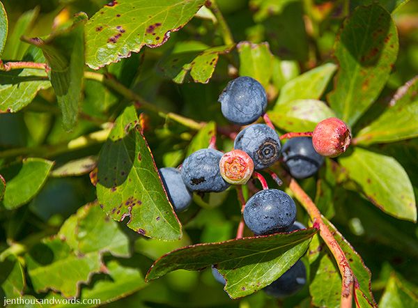  photo blueberries01_zpsfd070126.jpg