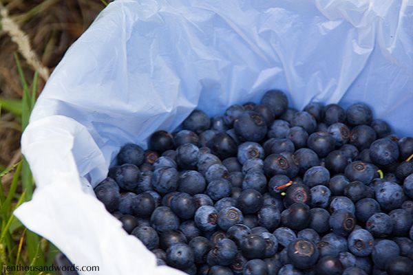  photo blueberries08_zps87458c09.jpg