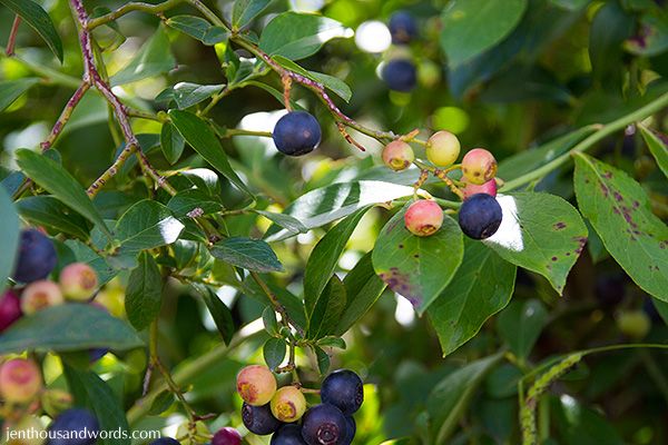  photo blueberries10_zpsf2da4592.jpg