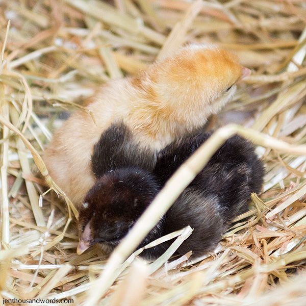  photo babychicks09_zps1c99793e.jpg