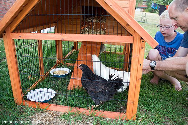  photo backyardchickens11_zps81c6c57b.jpg