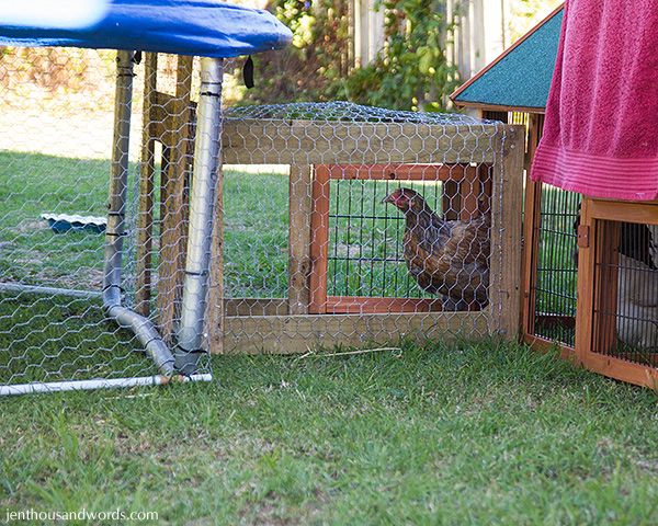  photo backyardchickens22_zps2087cc10.jpg