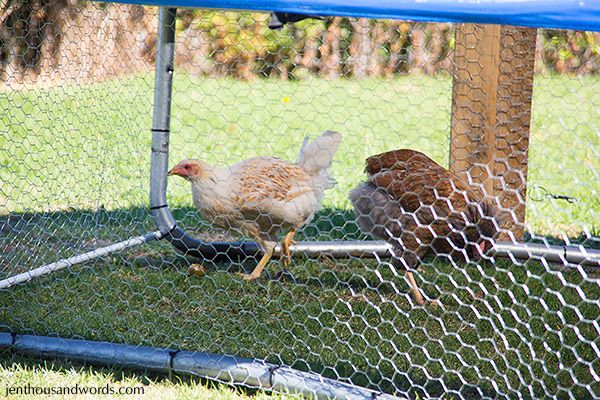  photo backyardchickens23_zps2b61a0b5.jpg