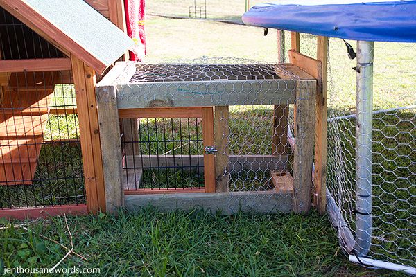  photo backyardchickens24_zpsc1acb25b.jpg