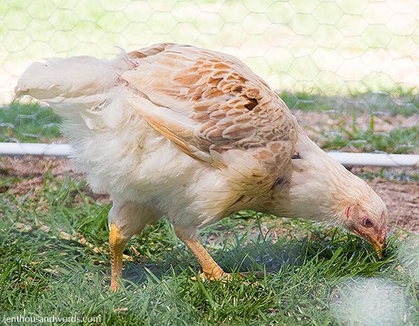  photo backyardchickens26_zps204b430b.jpg