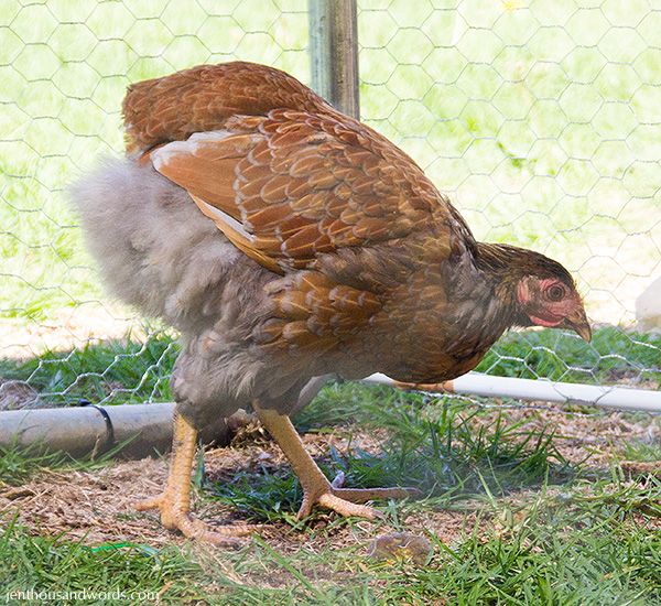  photo backyardchickens28_zpsa60fa84f.jpg