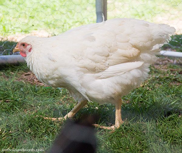  photo backyardchickens29_zps49630180.jpg