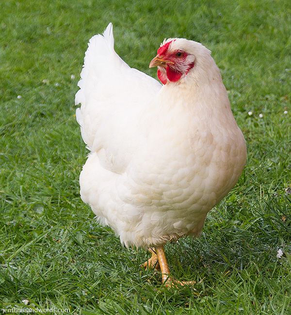  photo chickens01_zps5cab45c9.jpg