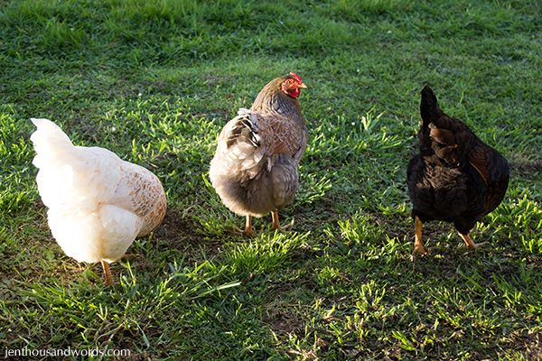  photo chickens03_zpsc3aeeebf.jpg