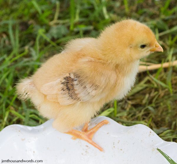  photo chicksgrowing01_zps7f599d9a.jpg