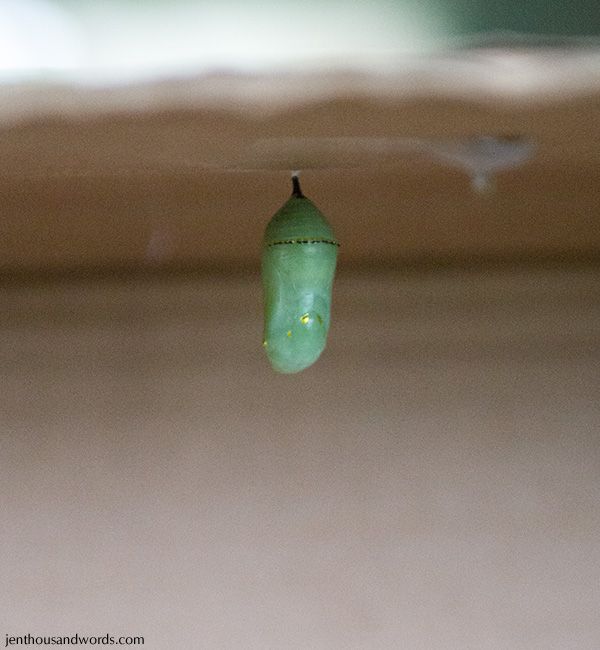  photo monarchchrysalis2_zps0deb0ea6.jpg