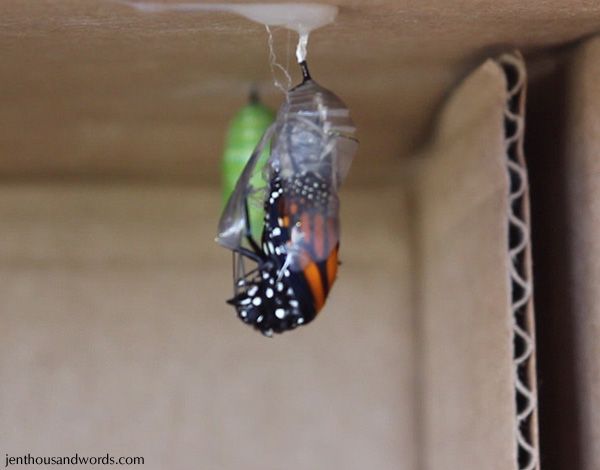  photo monarchchrysalis3_zps918202cc.jpg