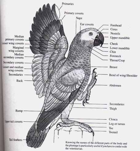 AFRICANGREYANATOMY-1.jpg