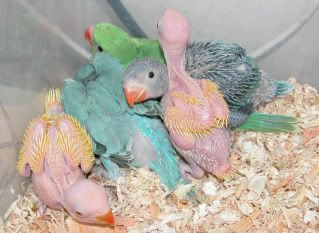 BabiesRingNeck.jpg