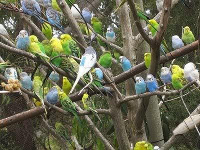 Flockofbudgies.jpg