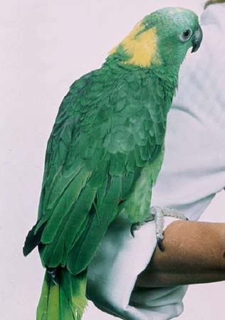 amazon--yellownaped8.jpg