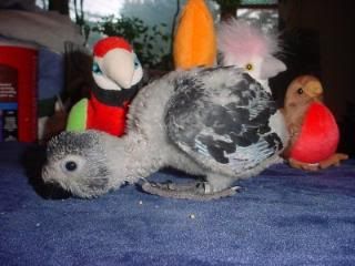 babyafricangrey.jpg