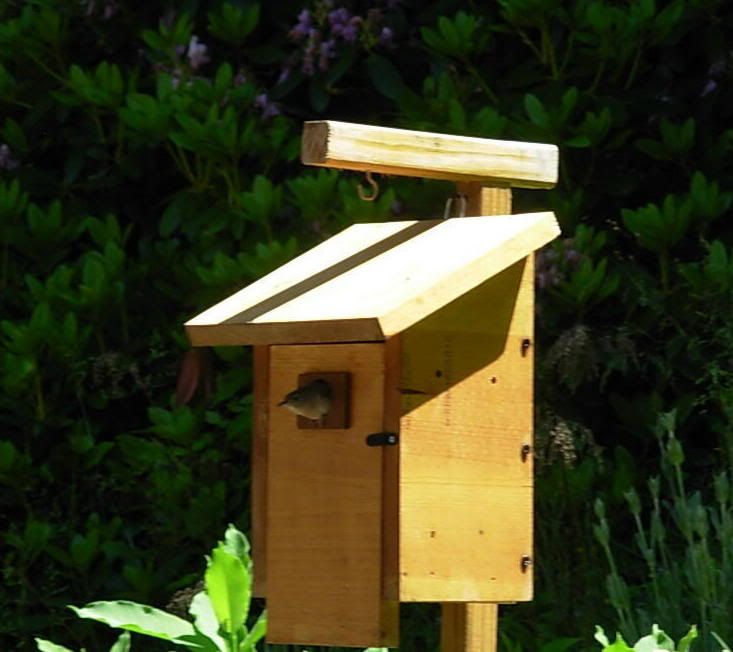 babybirdinnestbox--33--cropped.jpg