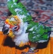 babyconure---1.jpg