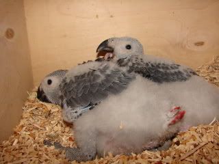 boys--7weeksold.jpg