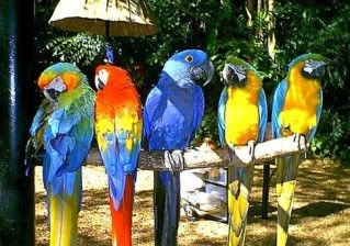 clusterofdifferentmacaws.jpg