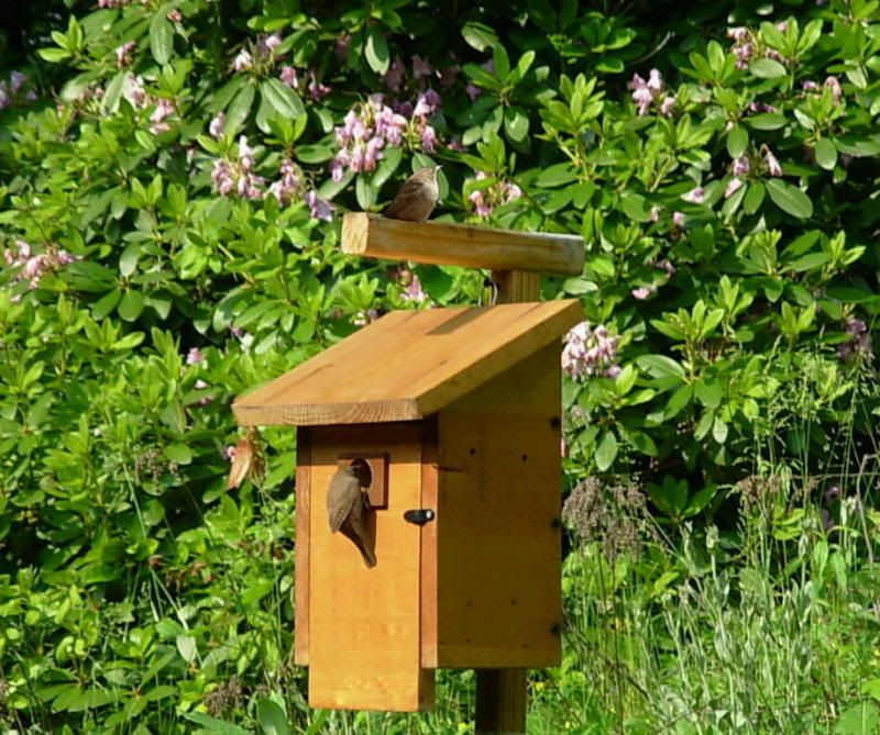 dadinnestbox--cropped.jpg