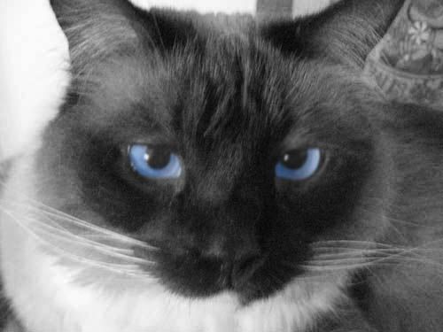 IMAGE: http://img.photobucket.com/albums/v50/MestChic/Digital/0fea488d.jpg