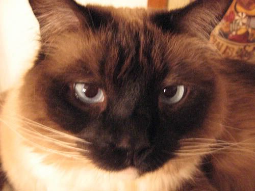 IMAGE: http://img.photobucket.com/albums/v50/MestChic/Digital/8ebbd7fe.jpg