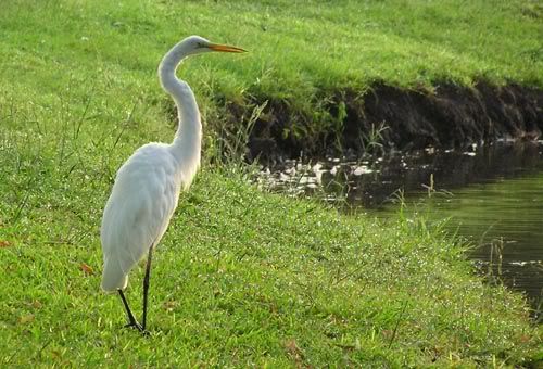 IMAGE: http://img.photobucket.com/albums/v50/MestChic/Digital/bird.jpg