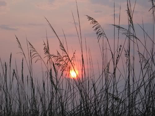 IMAGE: http://img.photobucket.com/albums/v50/MestChic/Digital/sun3.jpg