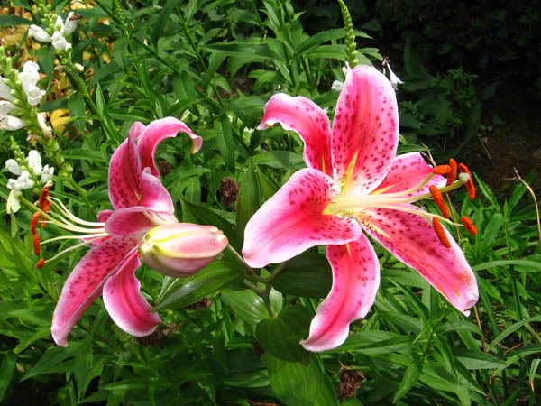 IMAGE: http://img.photobucket.com/albums/v50/MestChic/Flowers/2.jpg