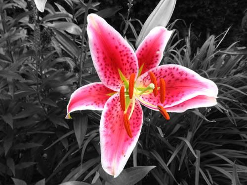 IMAGE: http://img.photobucket.com/albums/v50/MestChic/Flowers/4.jpg