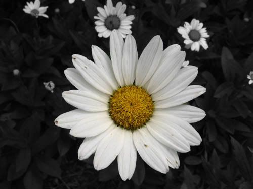 IMAGE: http://img.photobucket.com/albums/v50/MestChic/Flowers/5.jpg