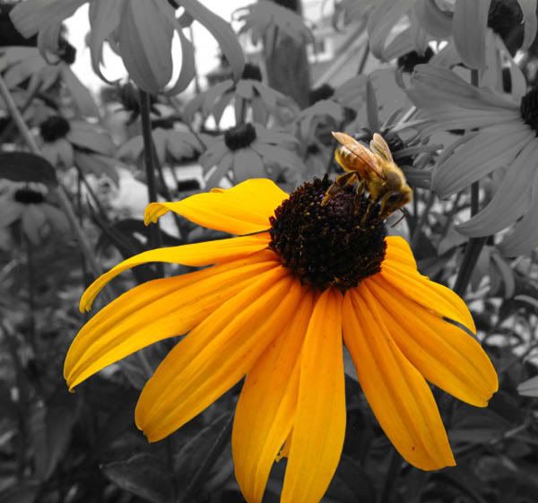 IMAGE: http://img.photobucket.com/albums/v50/MestChic/Flowers/6.jpg